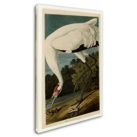 Trademark Fine Art John James Audubon 'Whooping Crane' Canvas Art, 22x32 AA01281-C2232GG